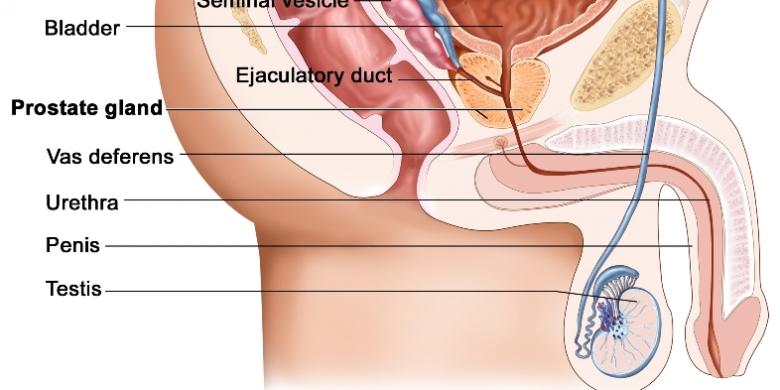 Ilustrasi anatomi organ reproduksi pria (mynewyorkminute.org)